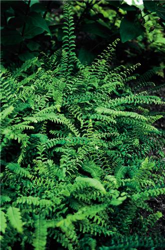 02_ad_ped_imbricatum_02