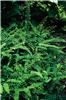 02_ad_ped_imbricatum_02