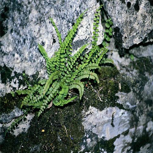 06_aspl_trichomanes_06