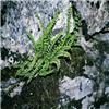 06_aspl_trichomanes_06