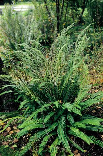 17_blechnum_spicant_17