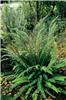 17_blechnum_spicant_17