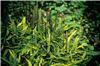 18_blechnum_pen_mar_alpina_18