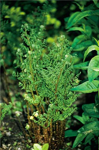 35_dr_austr_lepi_crispa_cristata_35