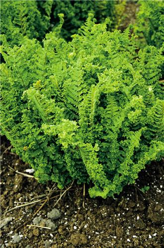 42_dr_f_m_crispa_cristata_42