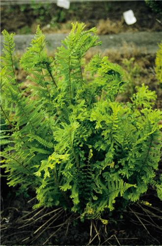 43_dr_f_m_cristata_43