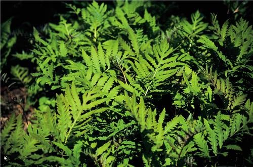 60_onoclea_sensibilis_60