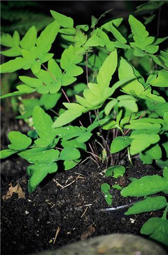 64b_osm_reg_purpurescens_64b