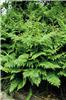 90_pteridium_aquilinum_90