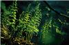 92_thely_palustris_92