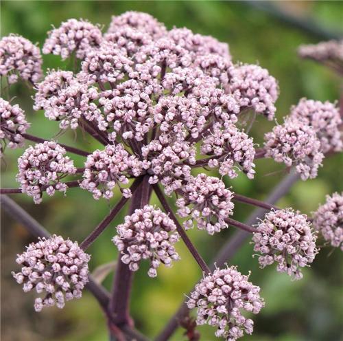 ANGELICA sylvestris Vicars Mead