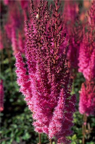 ASTILBE chinensis 