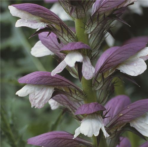 Acanthus hungaricus -White Lips-