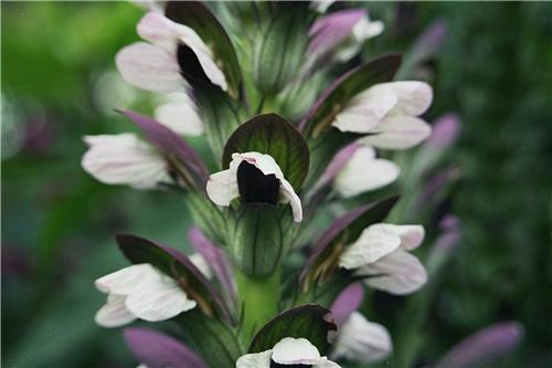 Acanthus spinosus 