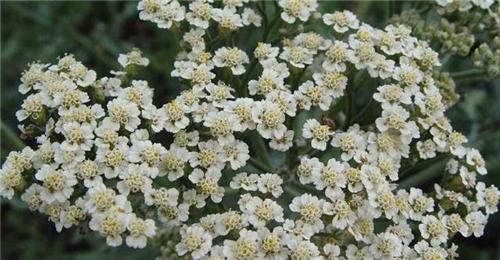 Achillea -Alabaster-