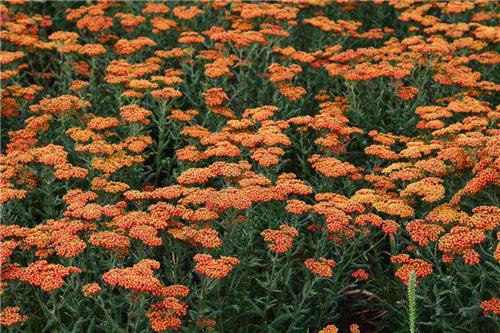 Achillea -Feuerland-