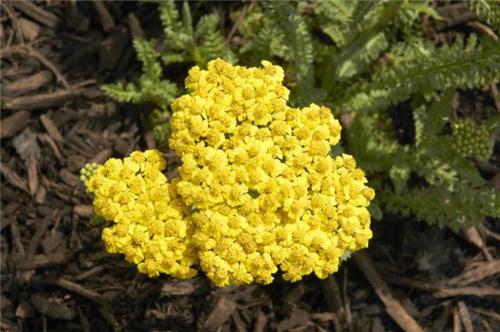 Achillea Little Moonshine