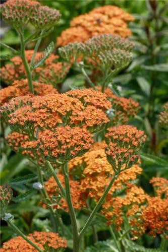 Achillea filipendulina -Inkagold-