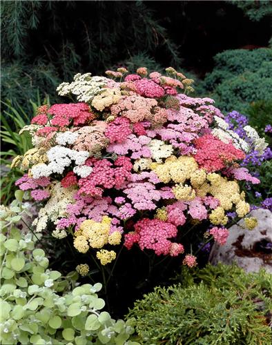 Achillea millefoli