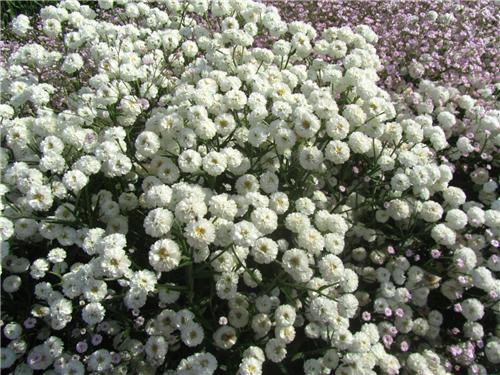 Achillea ptarmica Noblesse