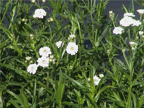 Achillea ptarmica 