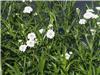Achillea ptarmica 