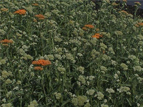 Achillea terracott