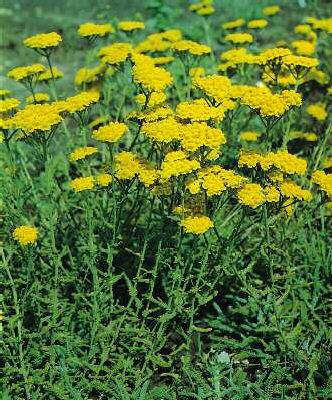 Achillea tomentosa
