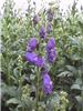 Aconitum carm.'Are