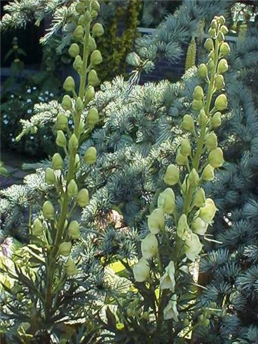 Aconitum napellus 