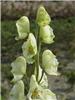 Aconitum napellusA