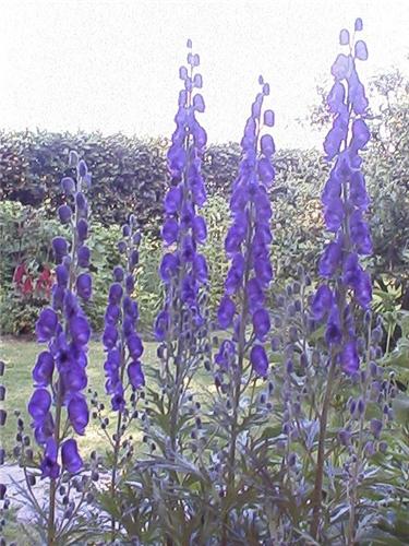 Aconitum napellus