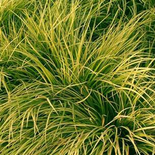 Acorus gramineus -Oborozuki-