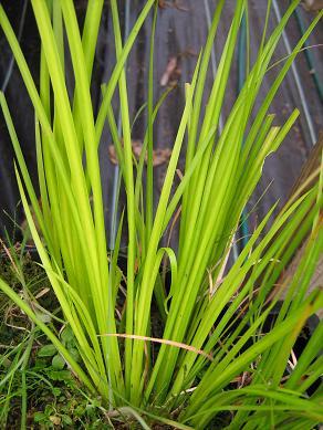 Acorus gramineus Golden Delight