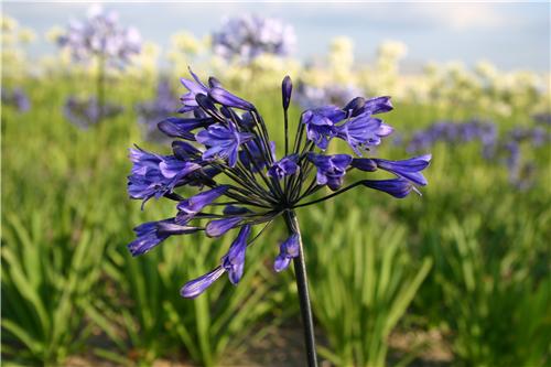 Agapanthus 'Black 
