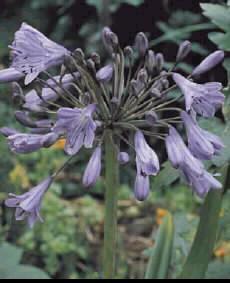 Agapanthus 'Blue T