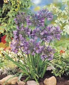 Agapanthus 'Donau'