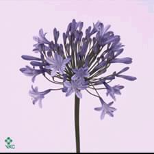 Agapanthus 'Dr. Br