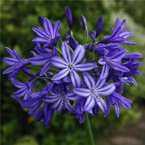 Agapanthus Northern Star