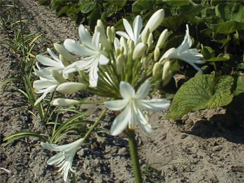Agapanthus african