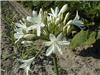 Agapanthus african