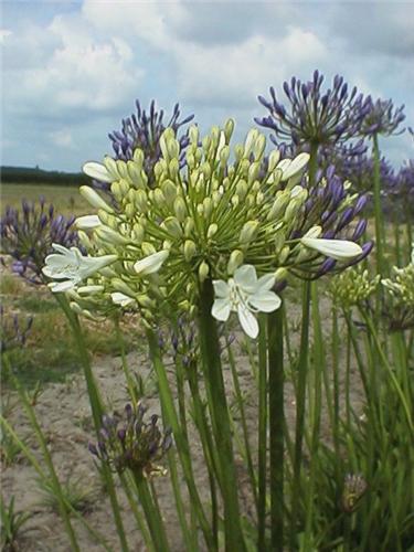 AgapanthusPolarIce