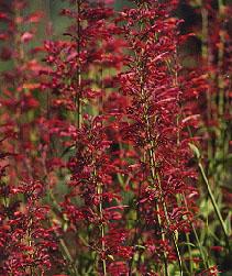 Agastache 'Firebir