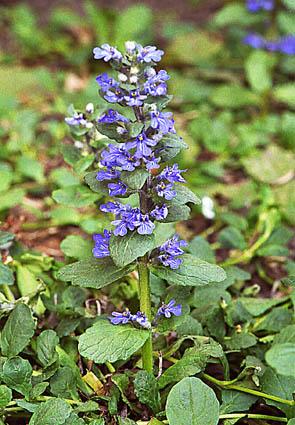 Ajuga reptans