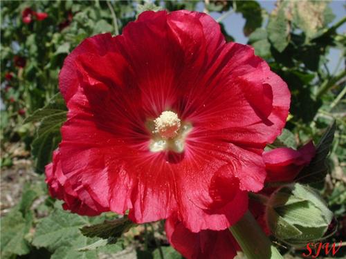 Alcea rosea