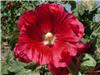 Alcea rosea