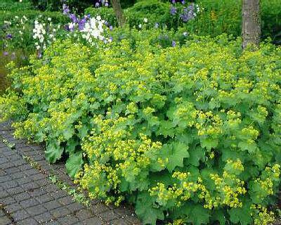 Alchemilla mollis 