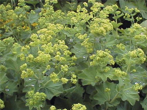 Alchemilla mollis