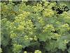 Alchemilla mollis