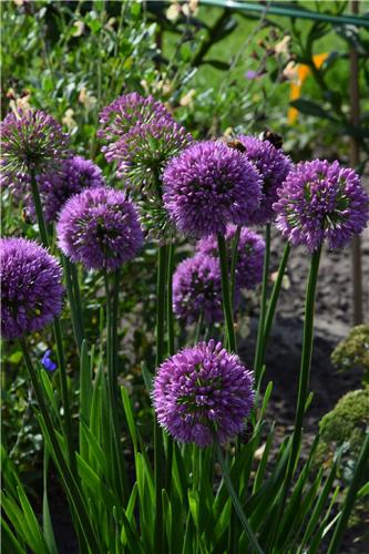Allium Millenium